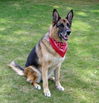 Spotted handkerchief in starring role as doggy bandana