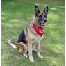 Red spotted handkerchief used as doggy bandana